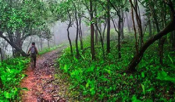 The TuraHalli forest